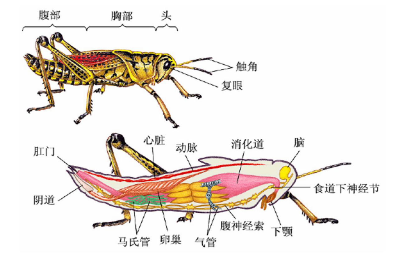 蝗虫结构示意图